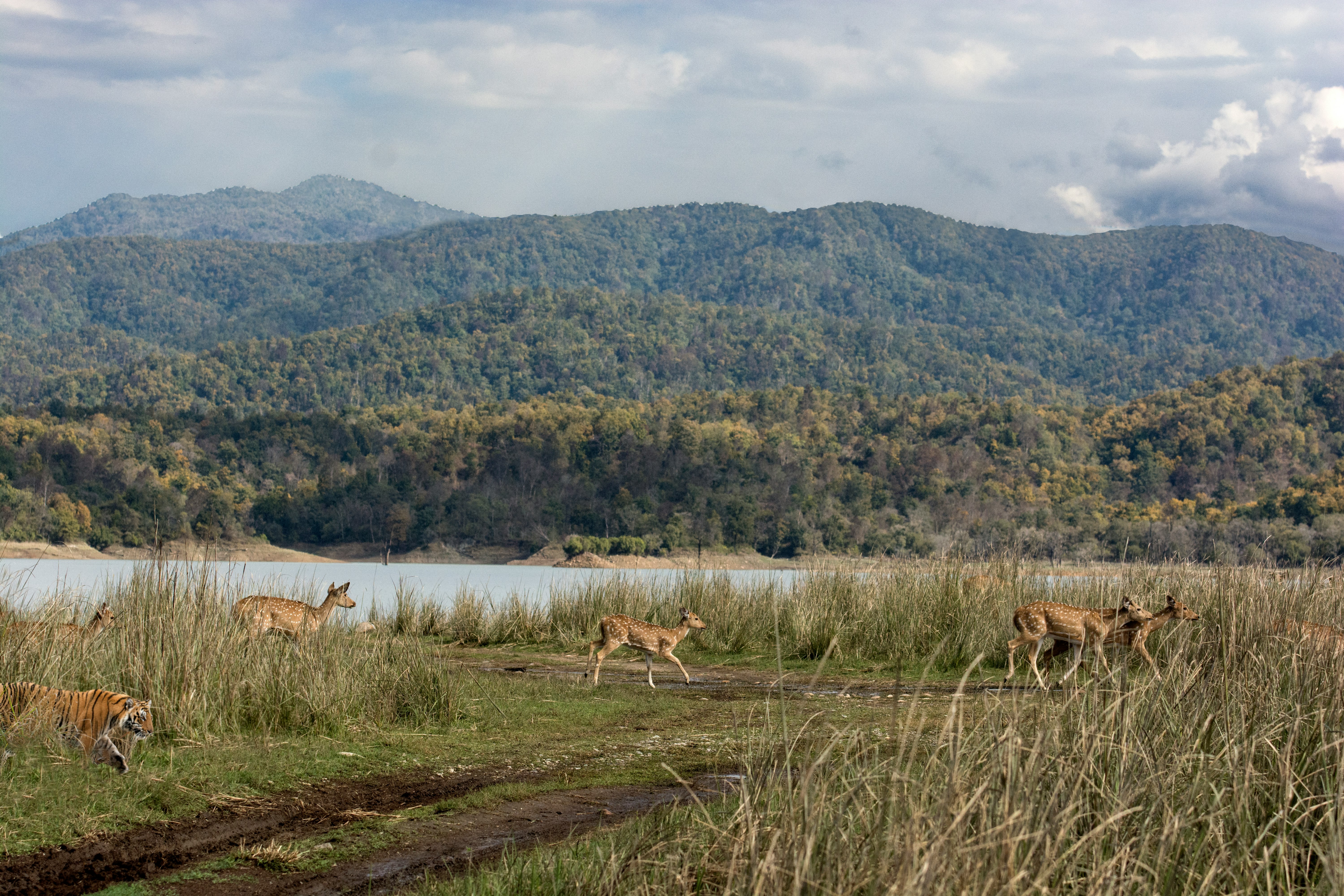 tiger and herd of deer running